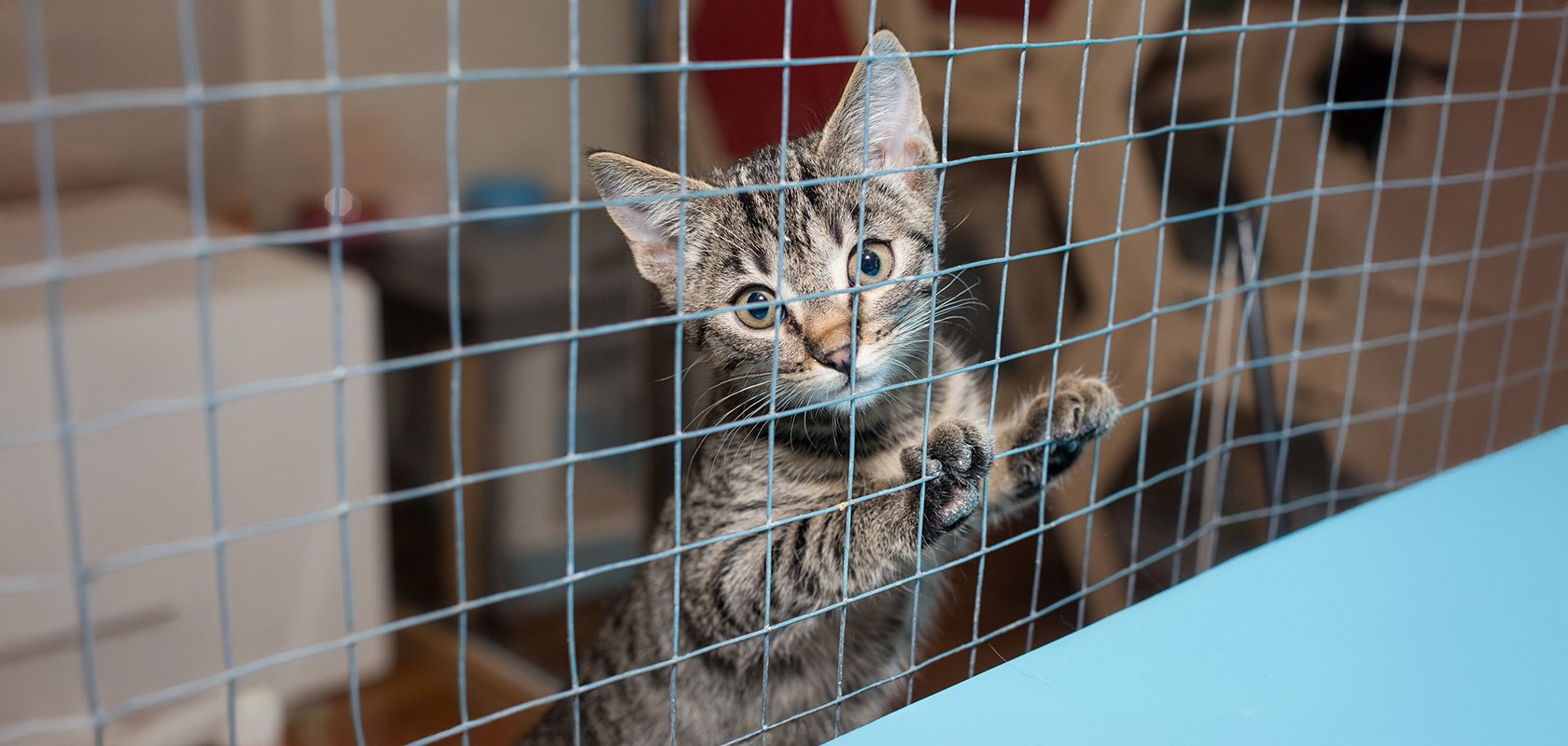 ネコちゃんをお迎えするのにケージがおすすめな理由