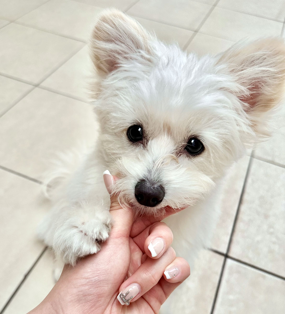 ポメプーの成犬