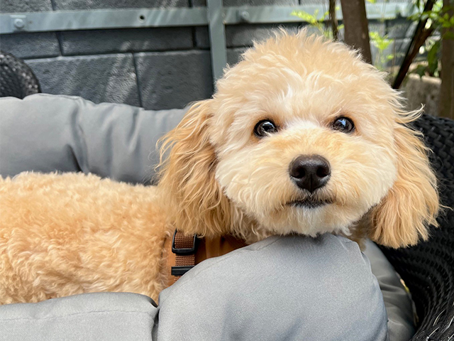 チワプーの成犬