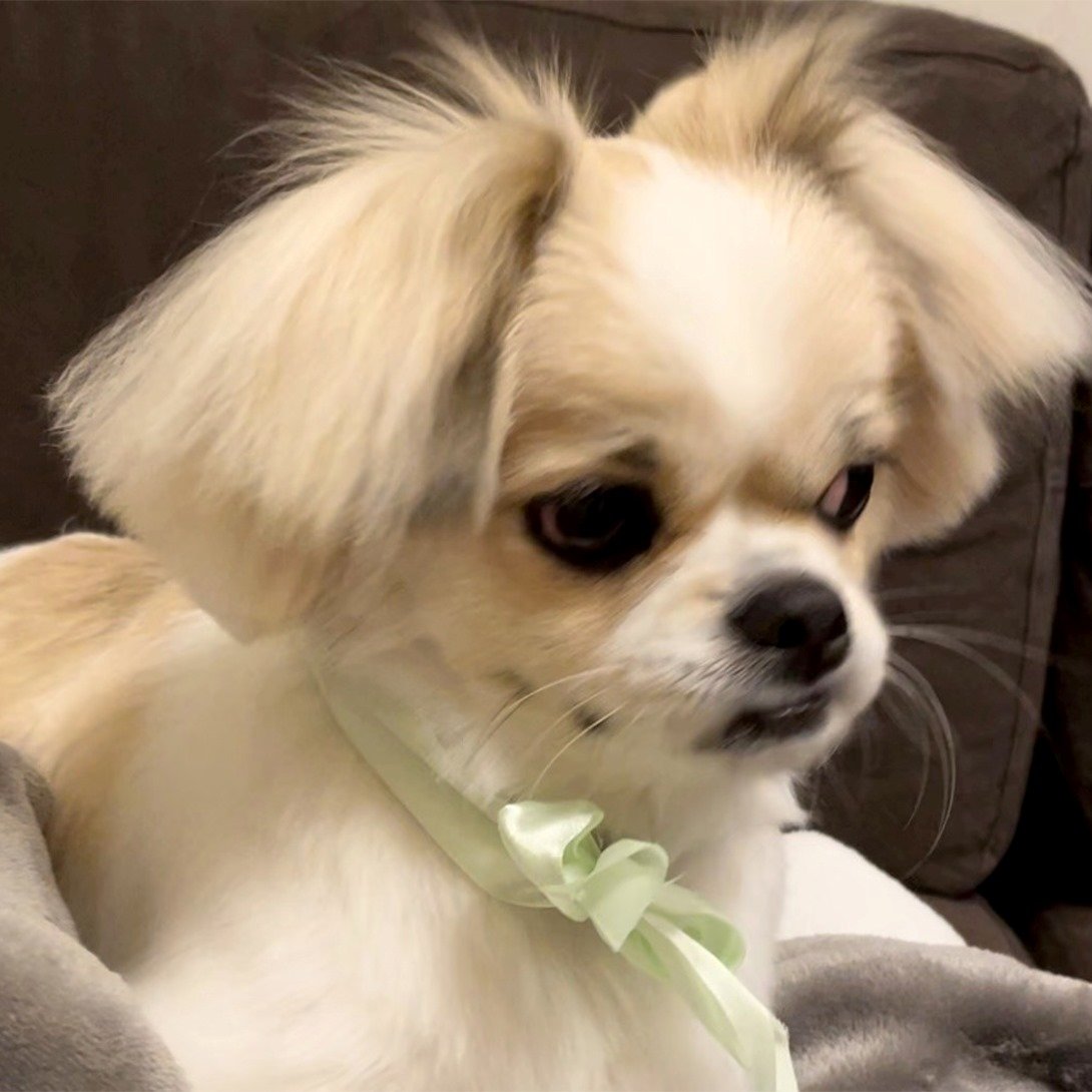 チワペキの成犬