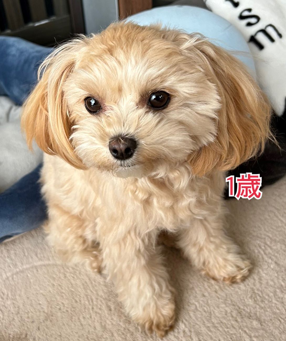 マルプーの成犬