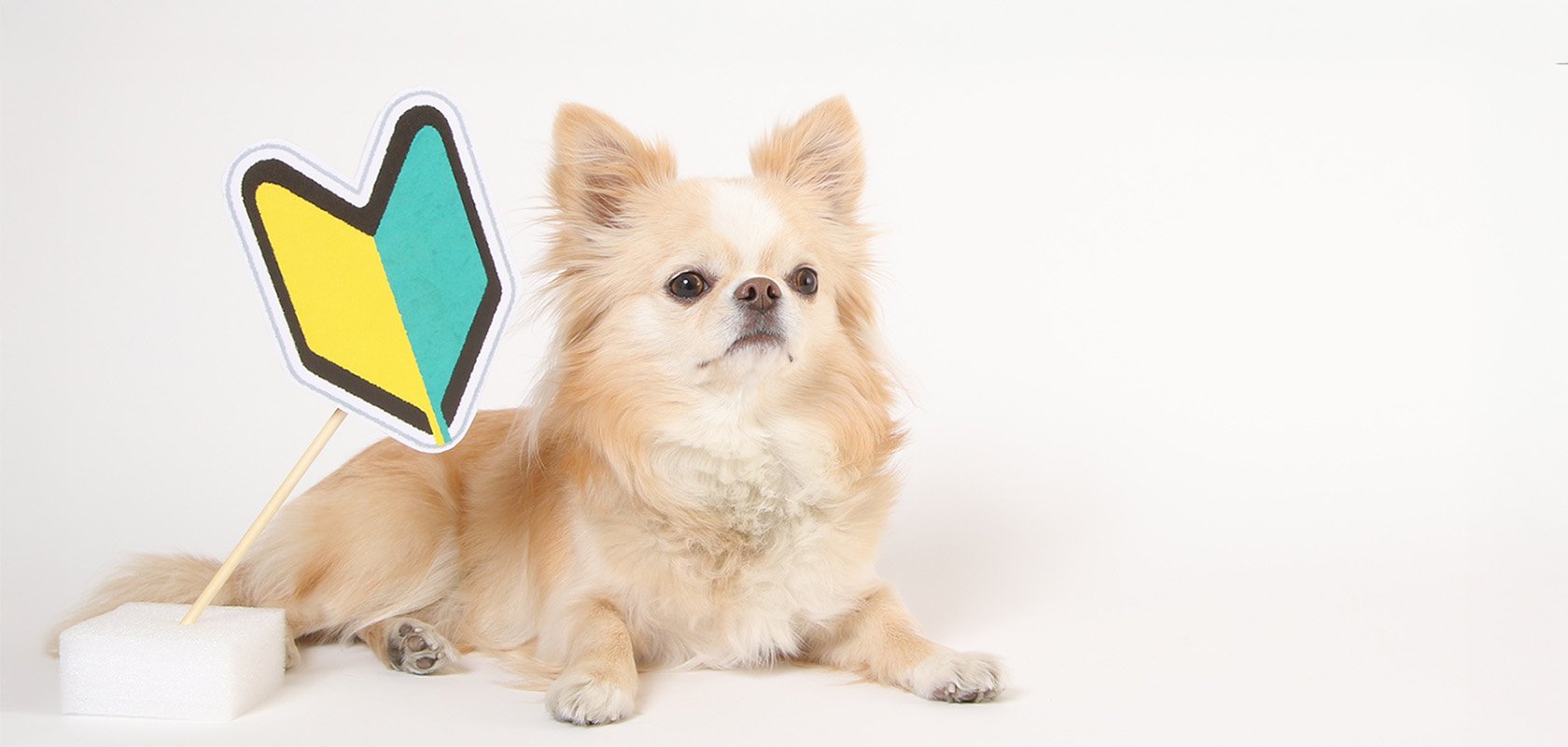 初心者向けの犬種の特徴4つ