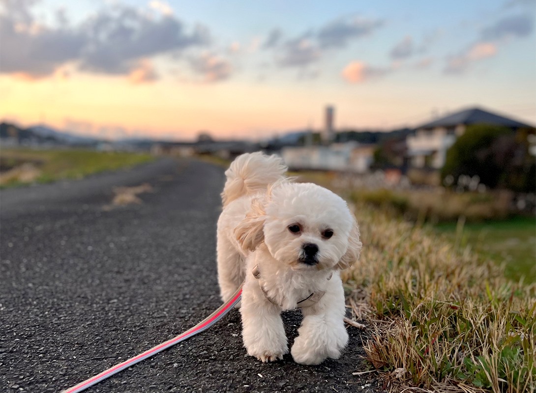 ペキプーの成犬