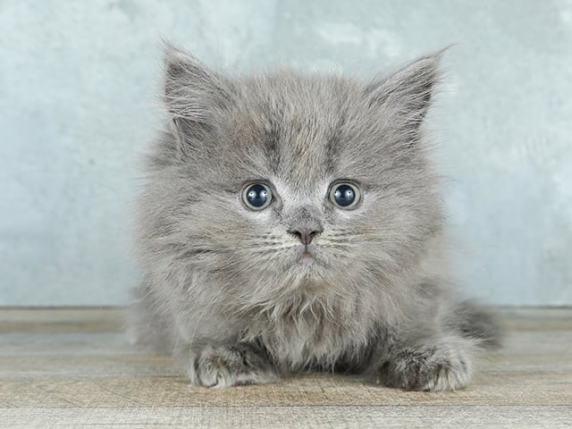 ブルーのサイベリアン