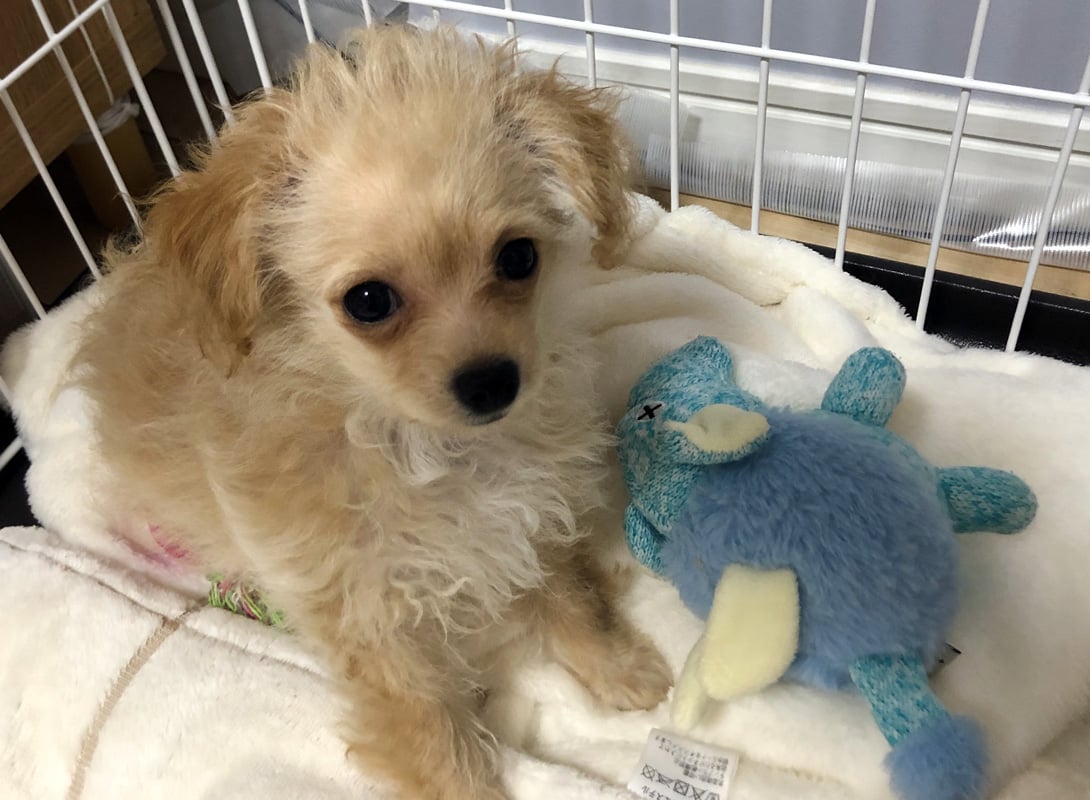 チワプーの成犬