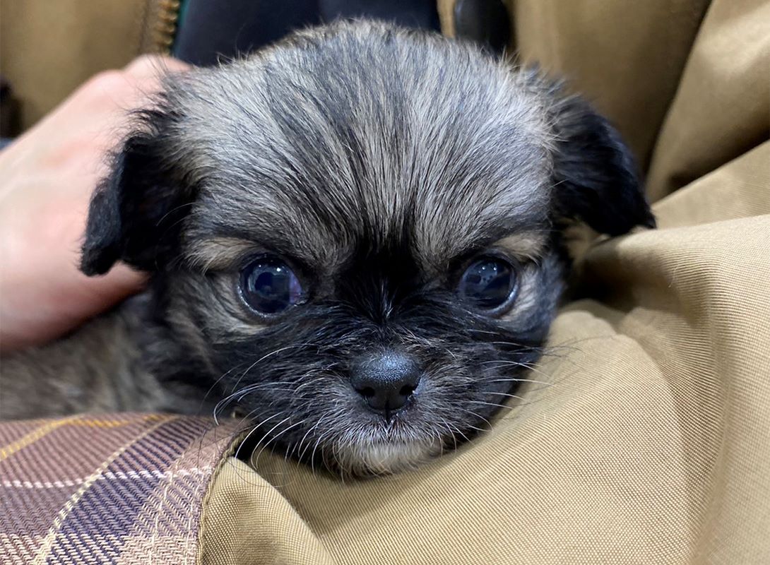 チワペキの成犬