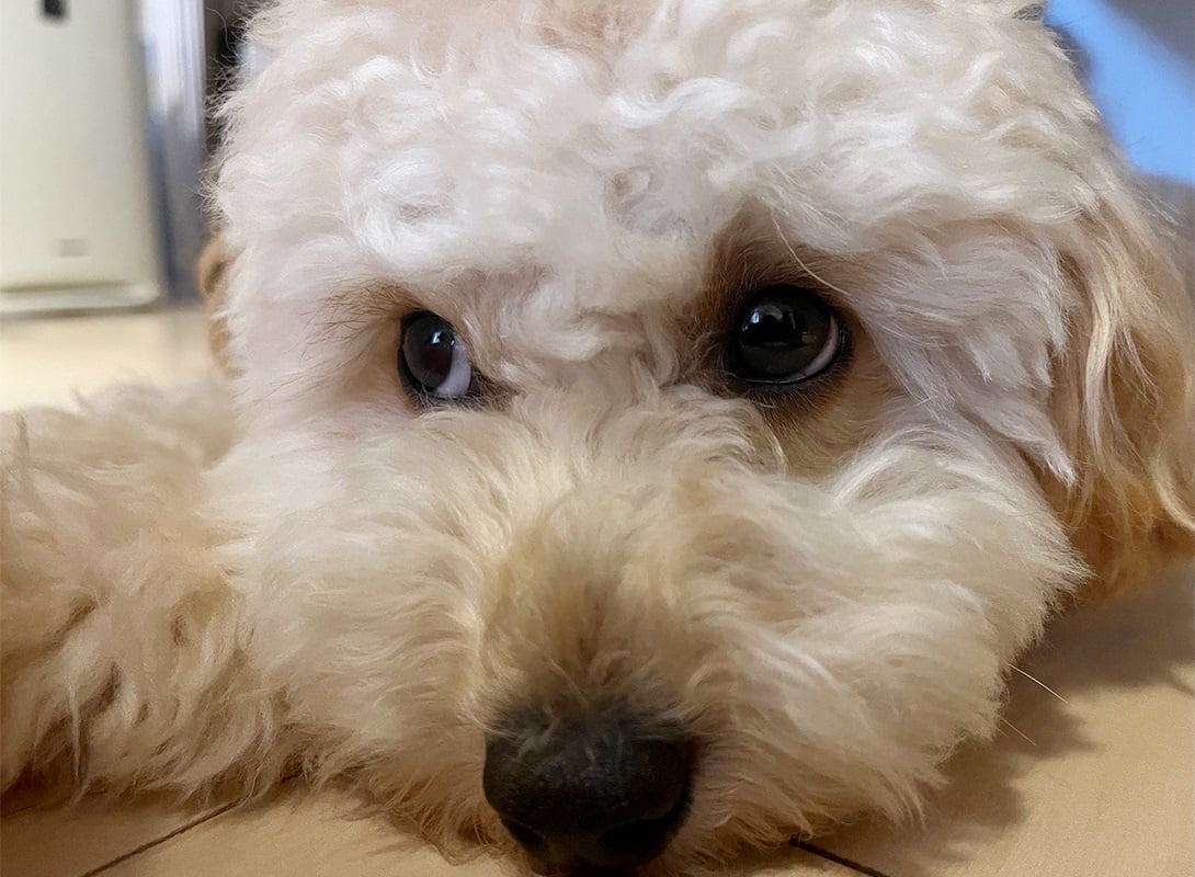 チワプーの成犬
