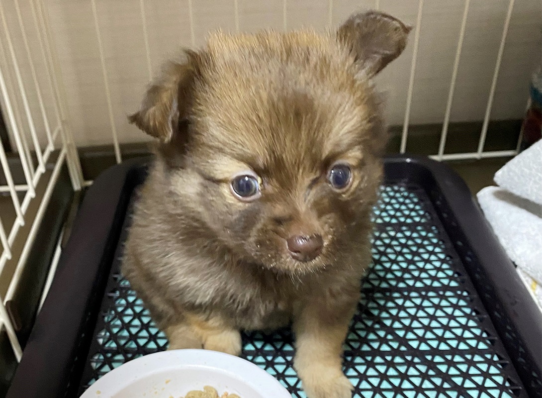 ポメチワの成犬