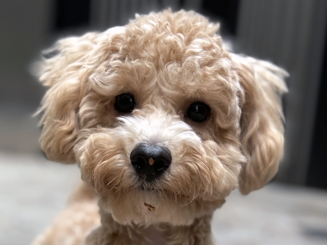 マルプーの成犬