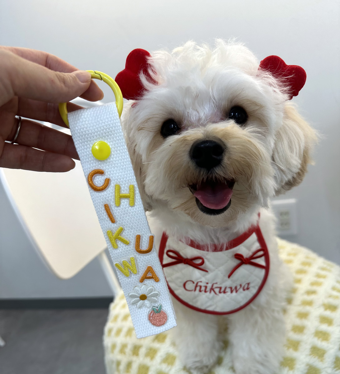 マルプーの成犬