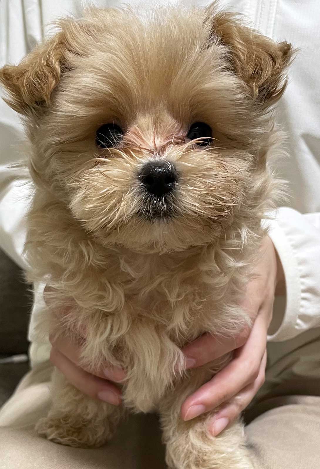マルプーの成犬