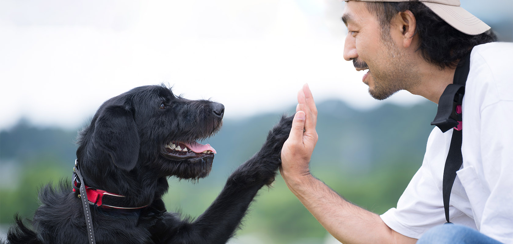 おとなしく飼いやすい犬種を迎えて生活を充実させよう!