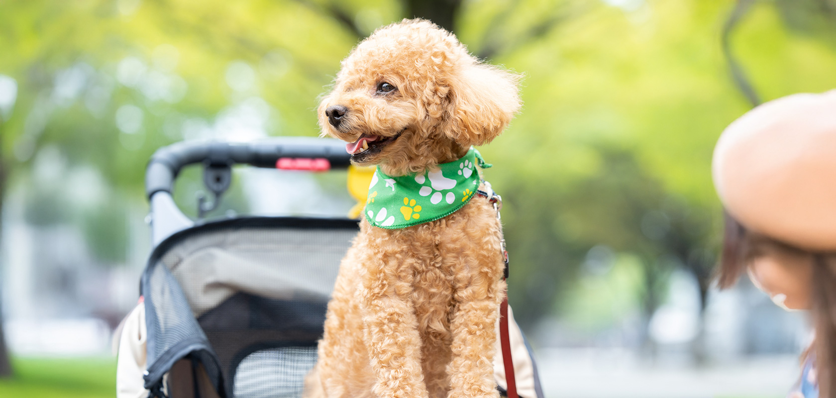 愛犬をお迎えする際は必ず暑さ対策もしておこう！