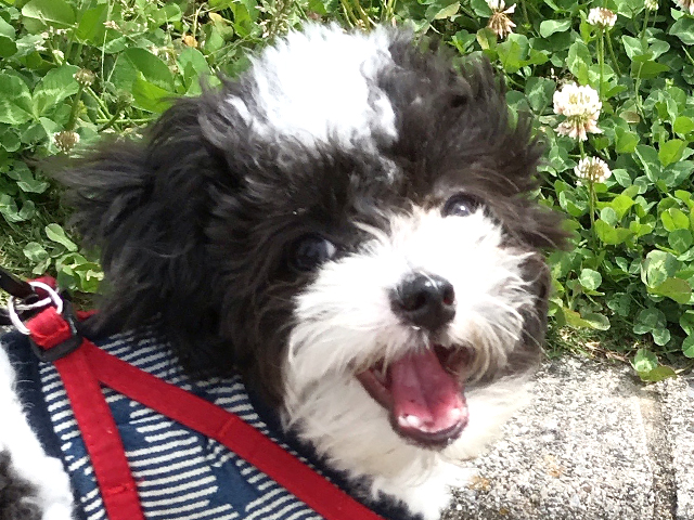 チワプーの成犬