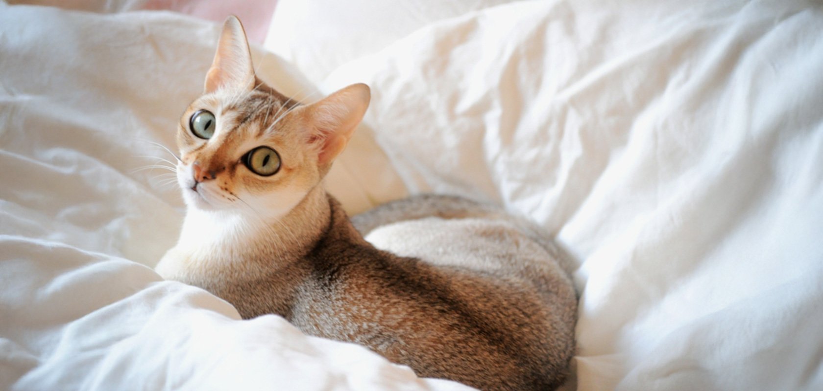 抜け毛が少ないおすすめ猫種3選