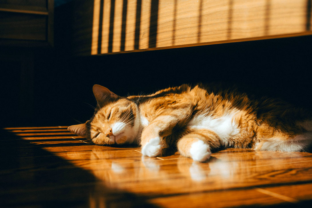 ネコちゃんの夏バテ対策