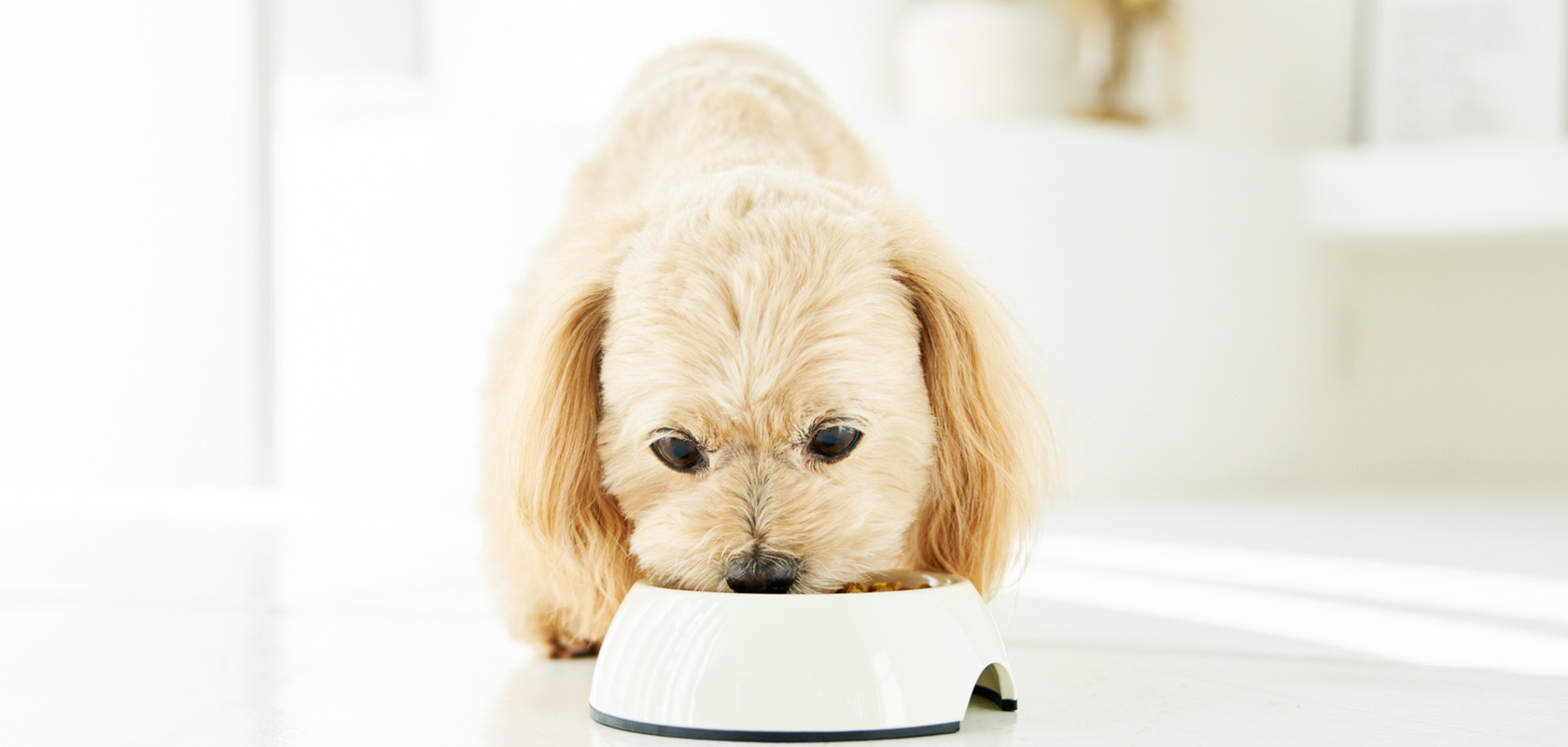 一人暮らしでも愛犬を飼える?必要な条件や後悔しないポイントを解説