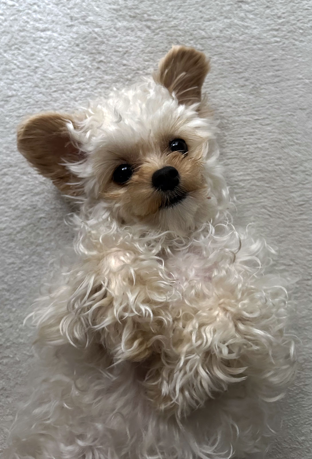 チワプーの成犬