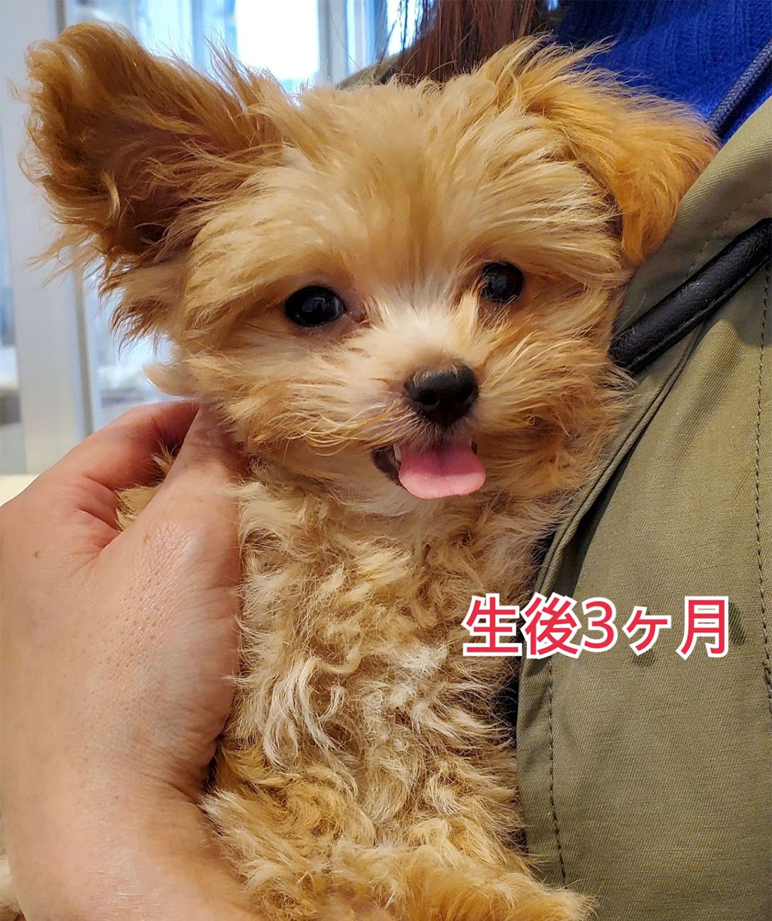 マルプーの成犬