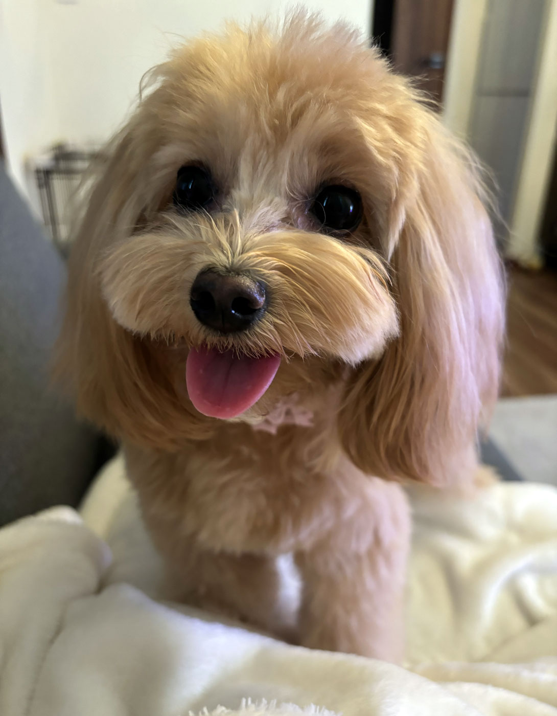 マルプーの成犬