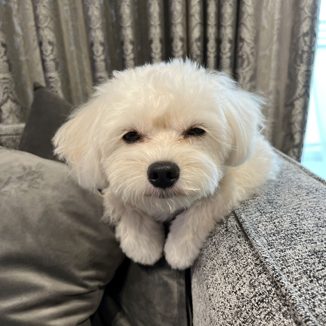 ポメプーの成犬