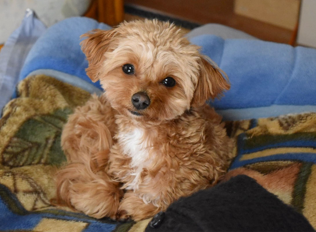 チワプーの成犬