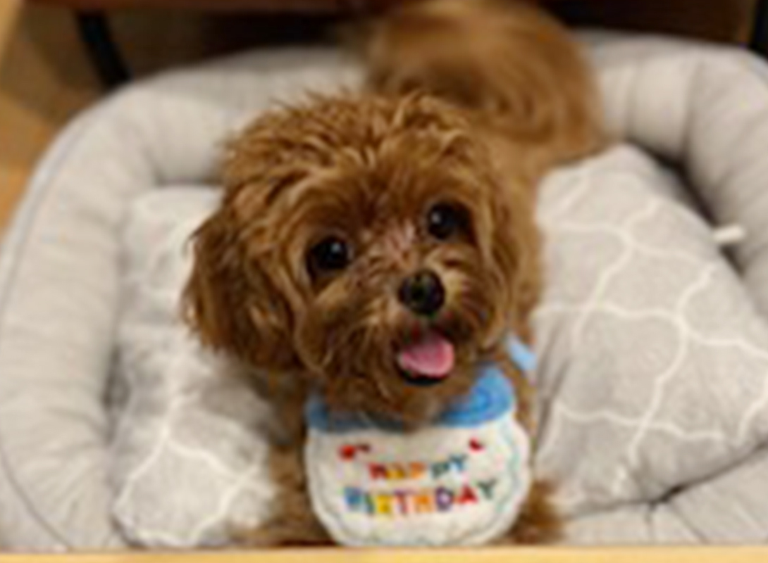マルプーの成犬