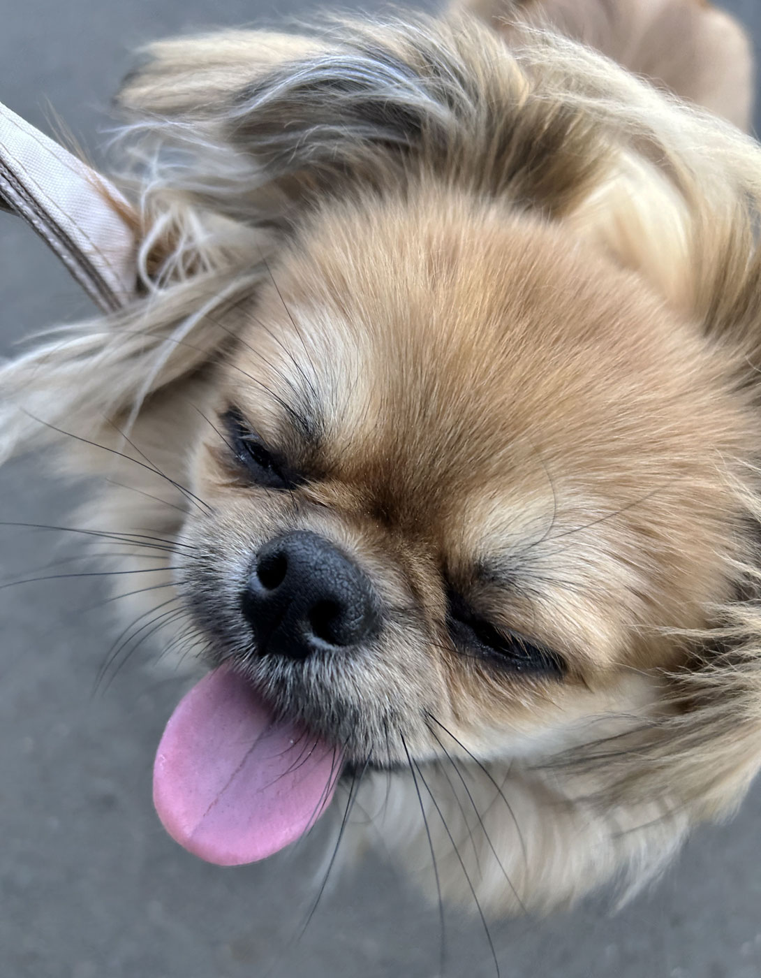 チワペキの成犬