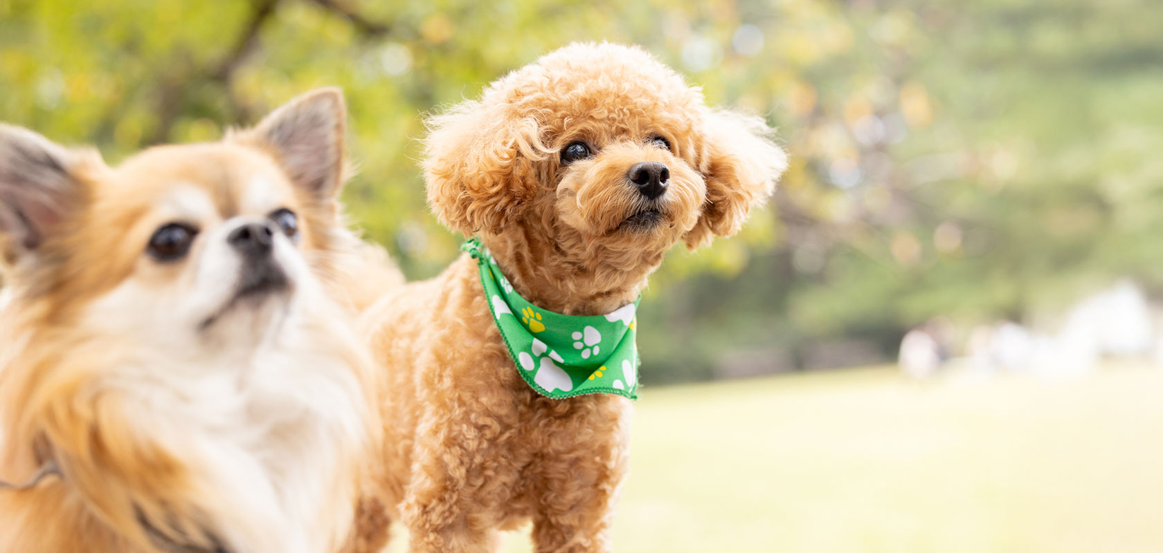 愛犬を飼う際の注意点