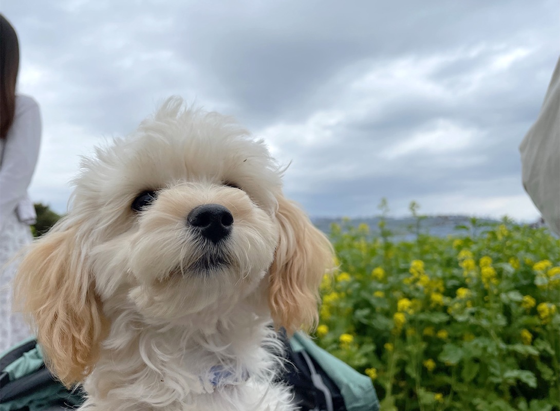 マルプーの成犬