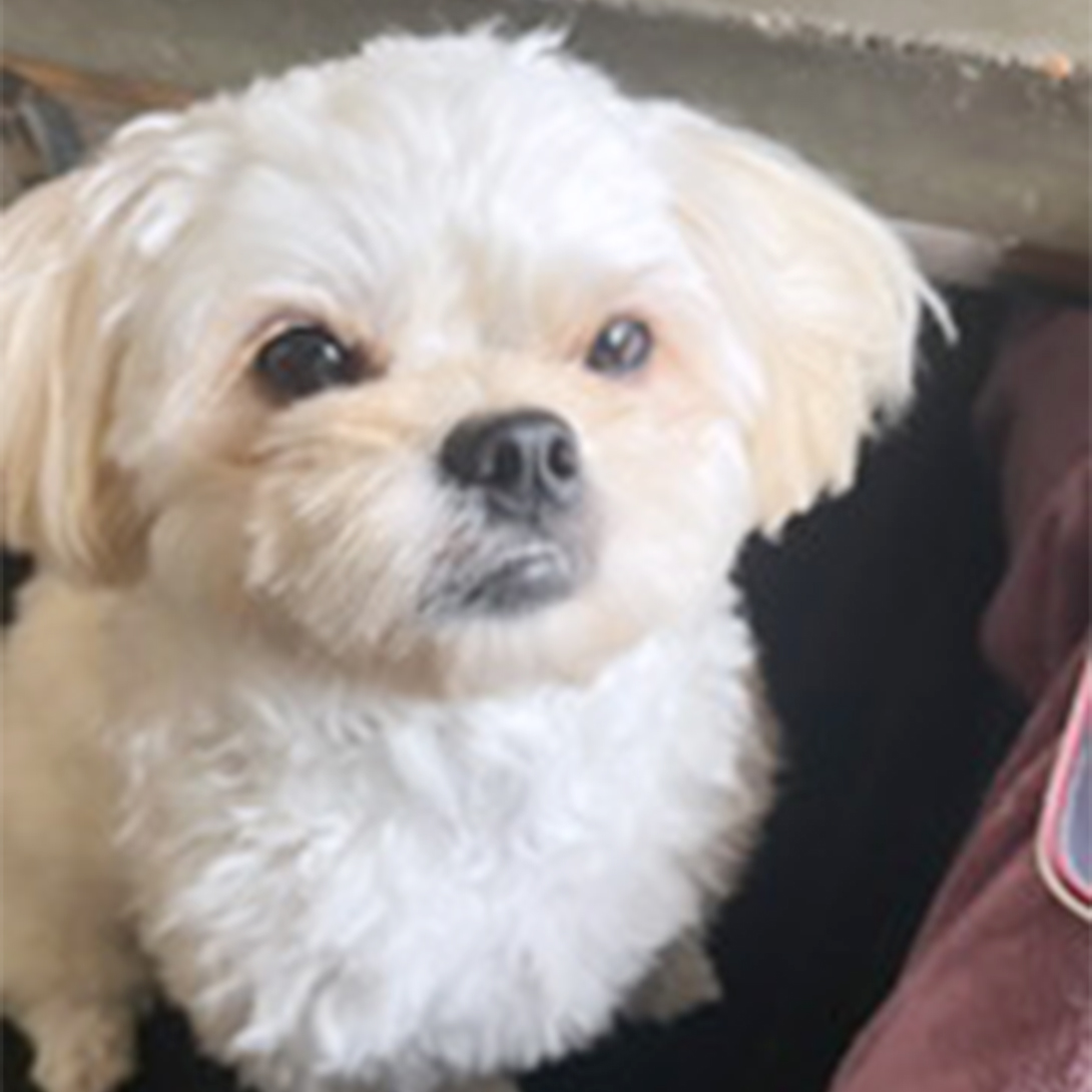ペキプーの成犬