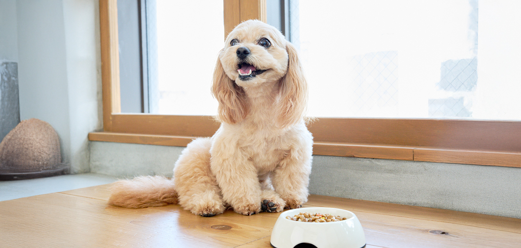 子犬の無駄吠えはしつけで直せる！吠える理由と対策を解説