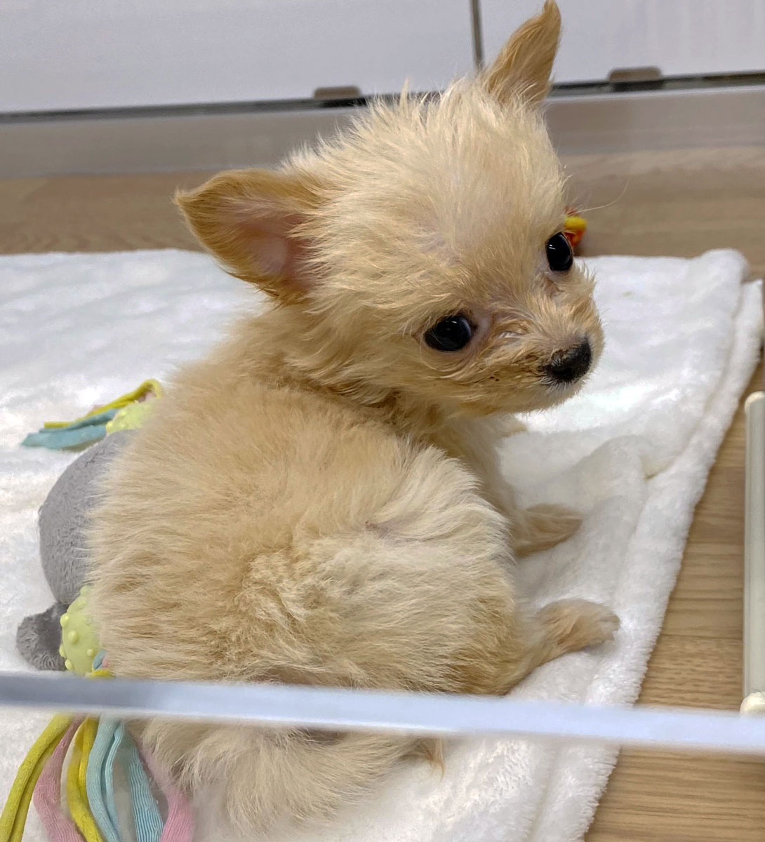 チワプーの成犬