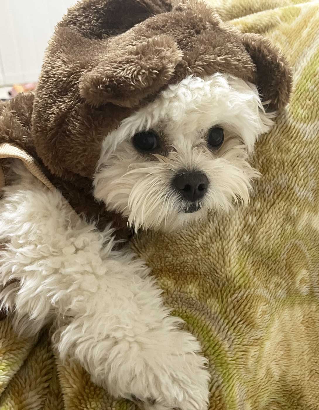 ペキプーの成犬
