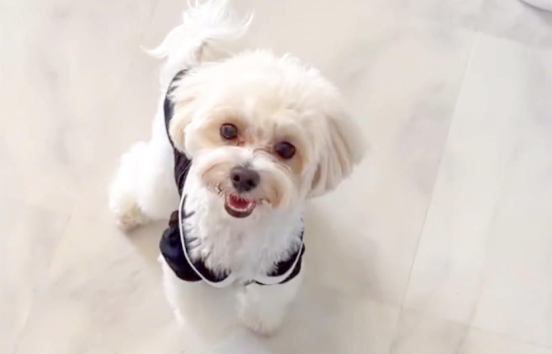 マルプーの成犬