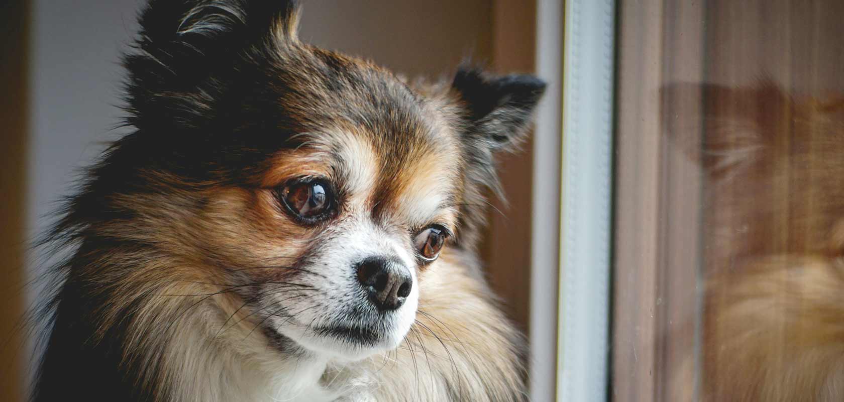 ワンちゃんの目の健康:「いま」知ってほしい!ペットのウェルネスコラムvol.32