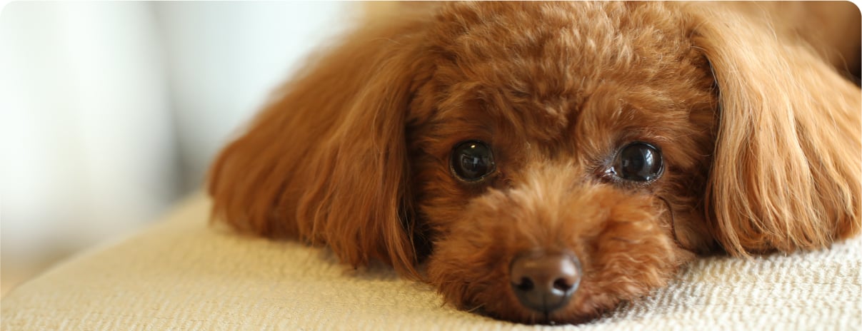 トイ プードル と 相性 の いい 犬 種