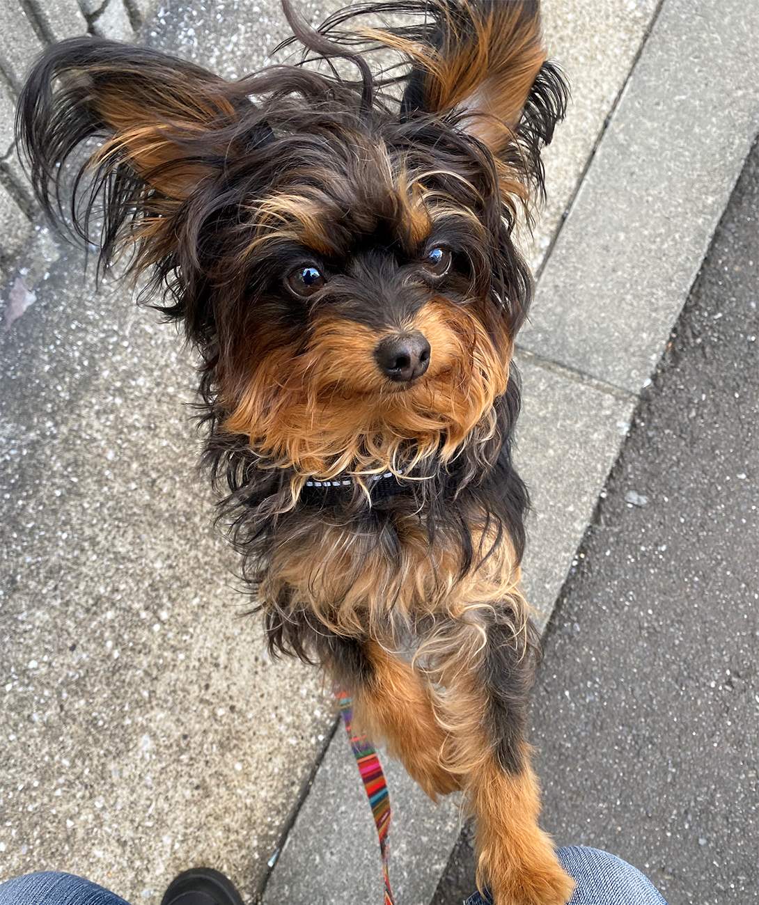 チワプーの成犬