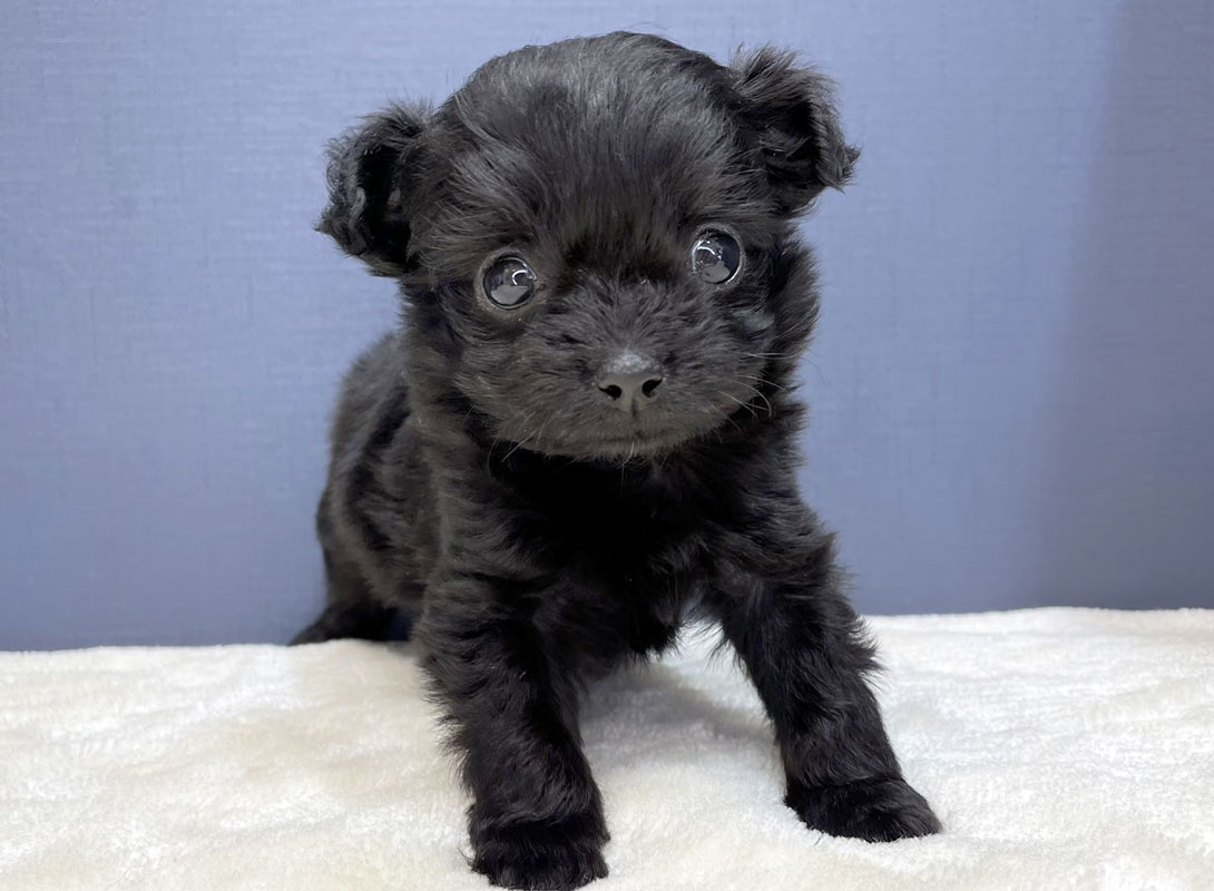チワプーの成犬