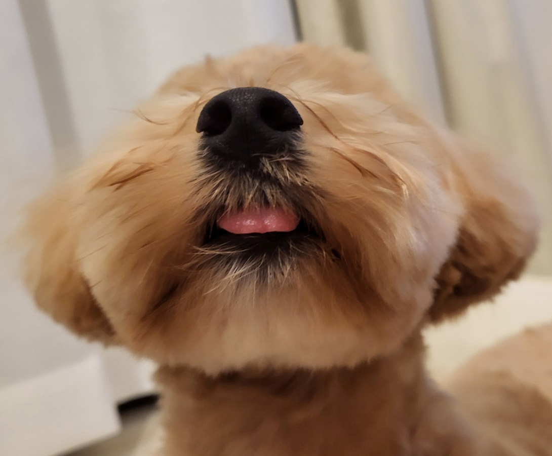 マルプーの成犬