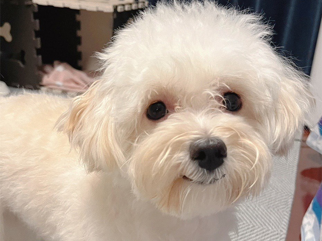 マルプーの成犬