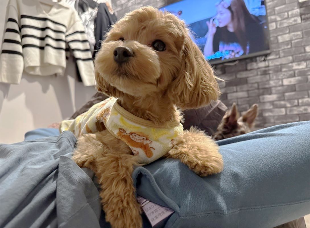 マルプーの成犬
