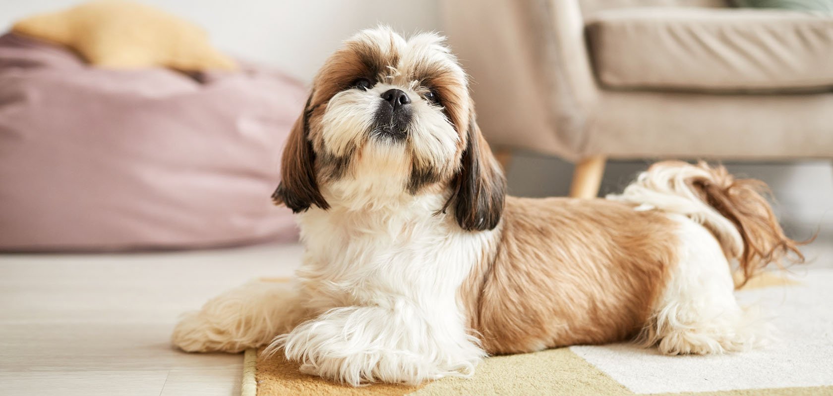 ワンちゃんを飼うのに必要な費用