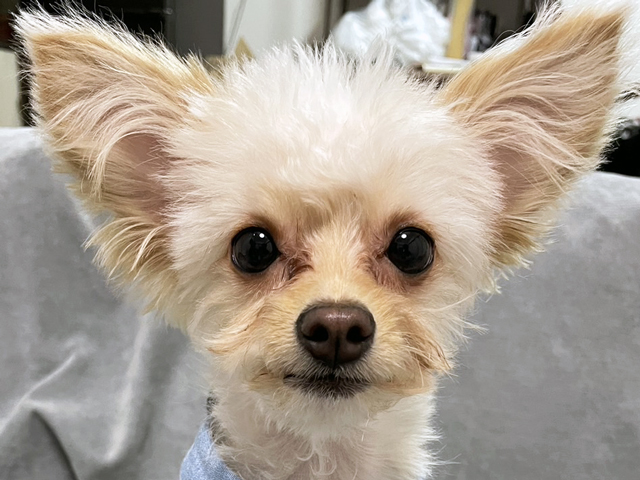 チワプーの成犬