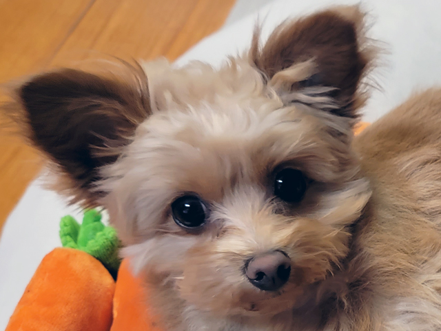 チワプーの成犬