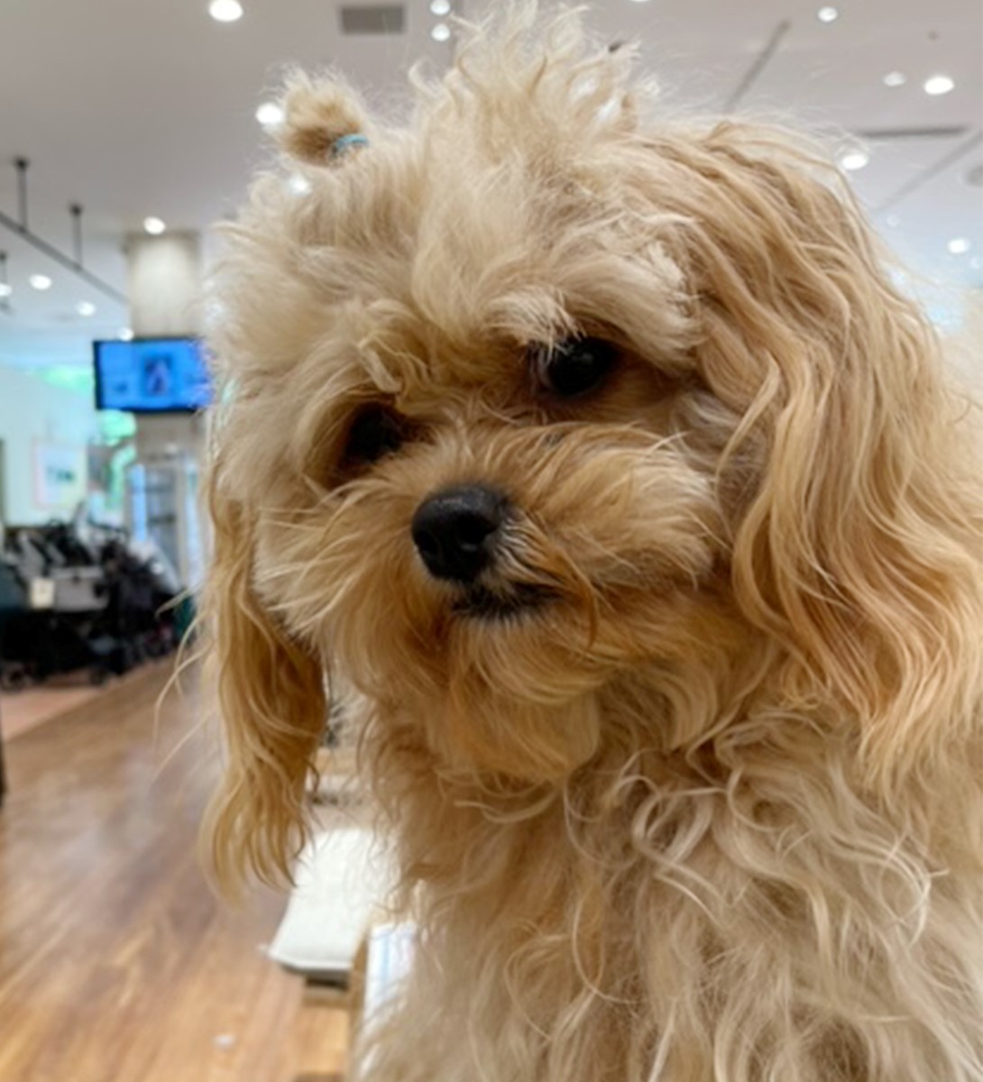 ペキプーの成犬