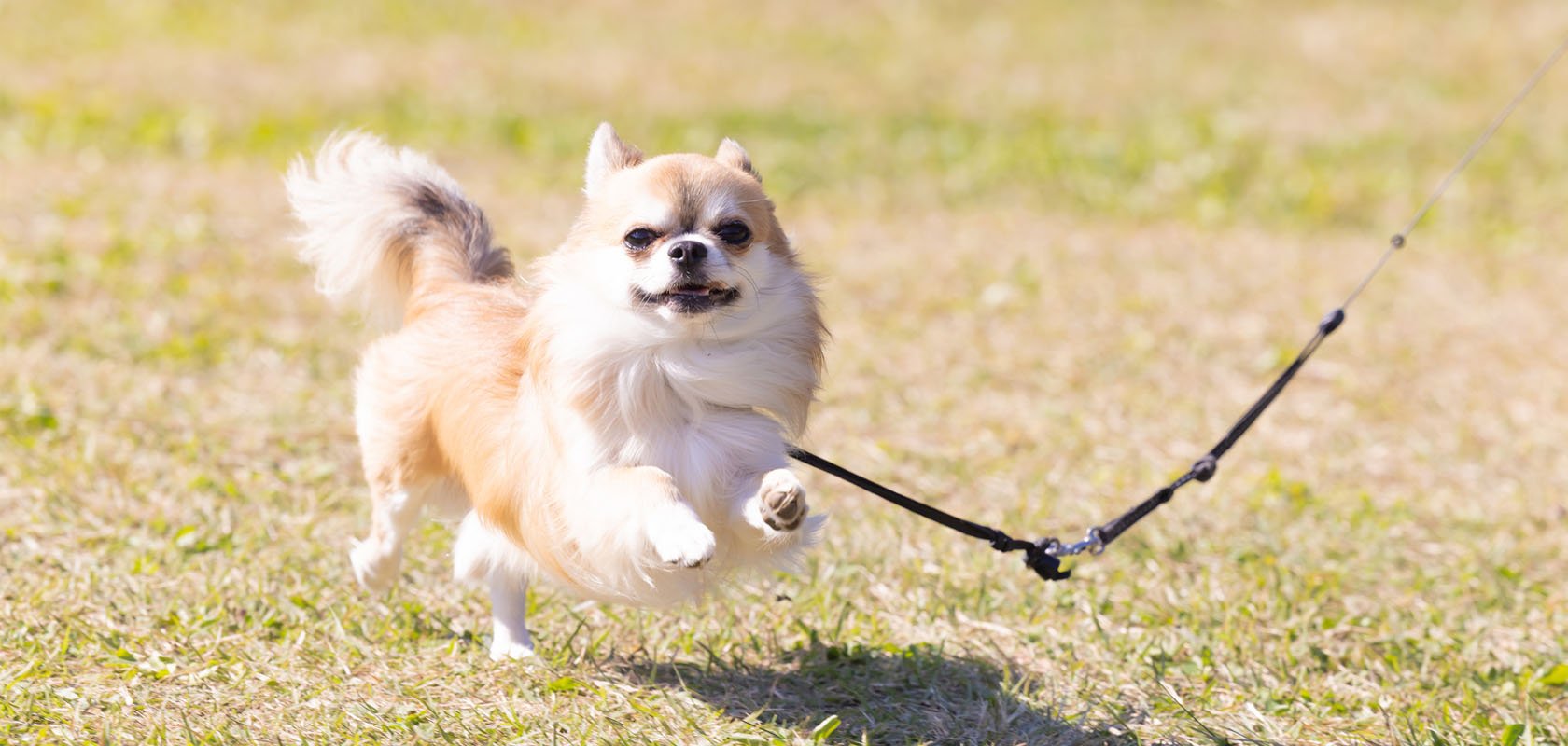 【散歩編】初心者が知っておきたい愛犬の飼い方