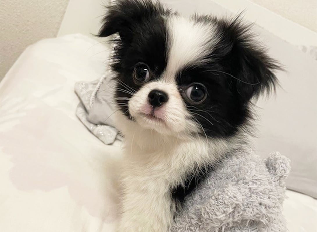 チワ狆