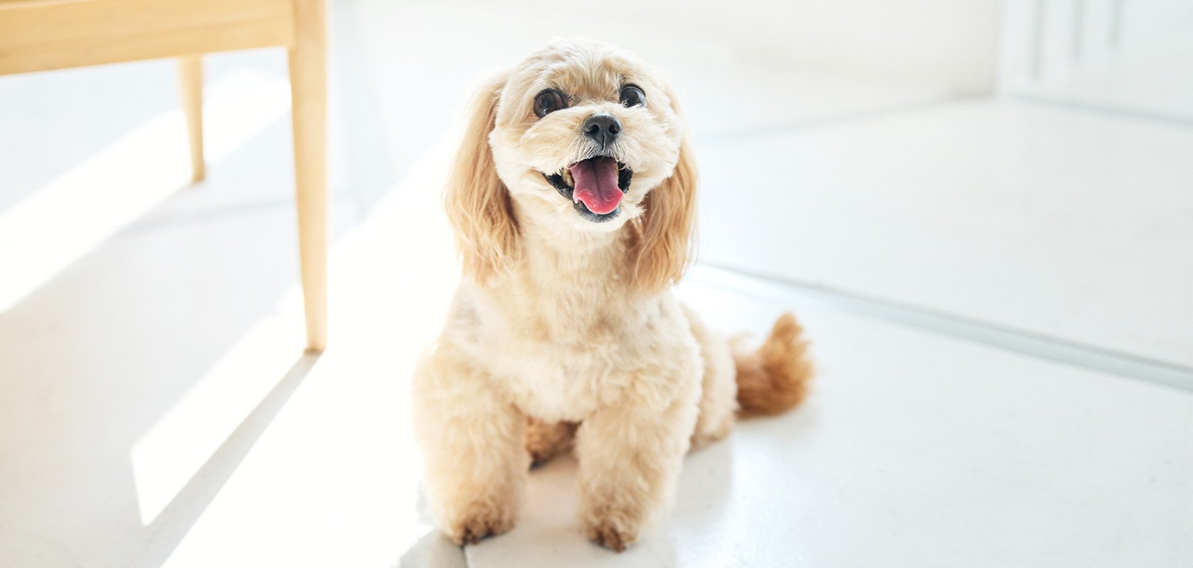 一人暮らしで愛犬を飼うための条件