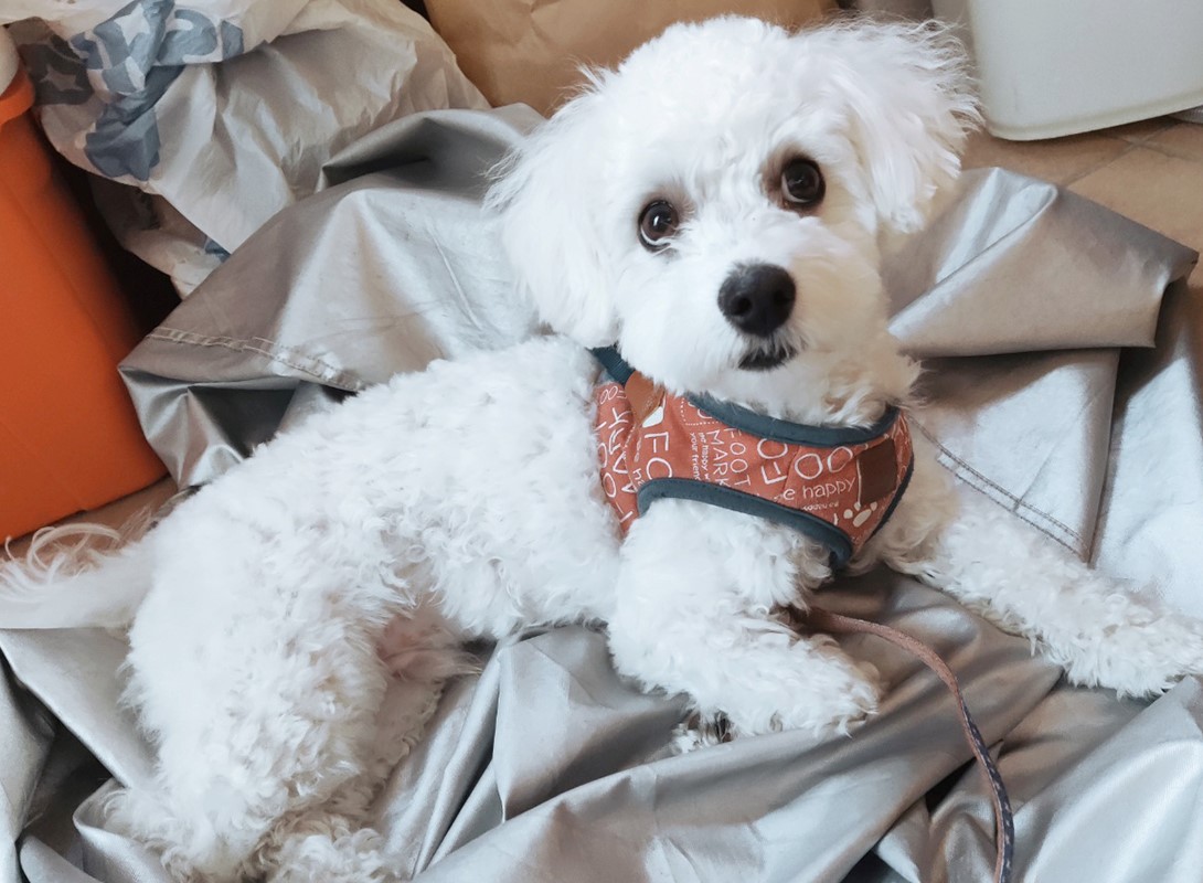 マルプーの成犬
